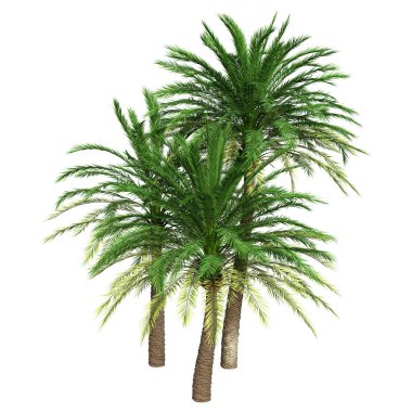 Üç boyutlu hurma ağaçları ya da beyaz arkaplanda izole edilmiş Phoenix Dactylifera