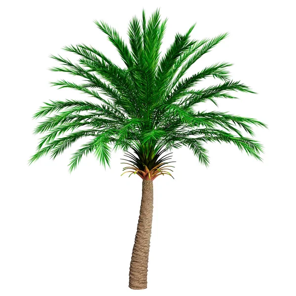 Återgivningsdatum Palm Träd Vitt — Stockfoto