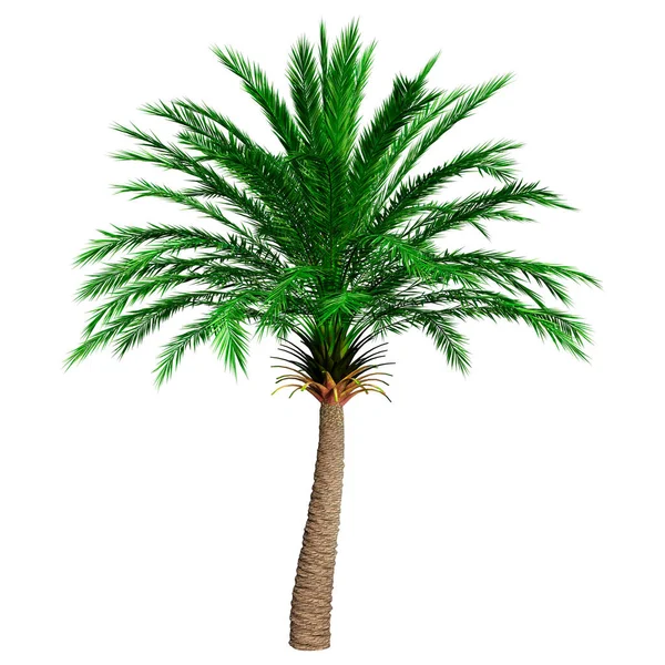 Rendering Date Palm Tree Branco — Fotografia de Stock