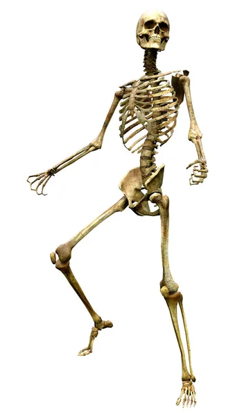 Darstellung Eines Menschlichen Skeletts Isoliert Auf Weißem Hintergrund — Stockfoto