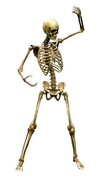 Візуалізація Людського Скелета Ізольовано Білому Тлі — стокове фото