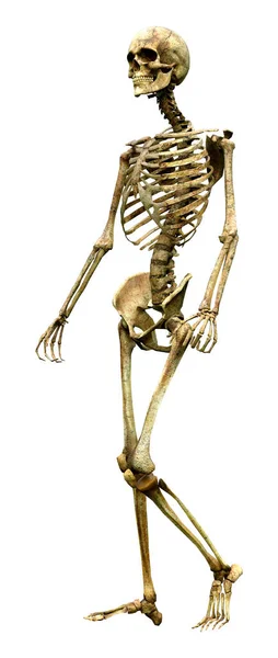 Rendering Human Skeleton Isolated White Background — Stock Photo, Image