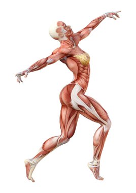 Beyaz arka planda izole edilmiş kas haritaları olan üç boyutlu bir kadın figürü