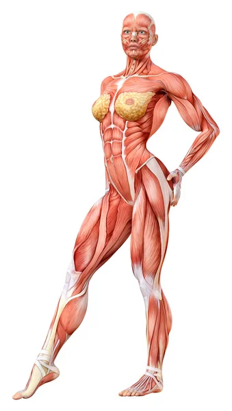 Rendering Female Figure Muscle Maps Isolated White Background — Stock Photo, Image