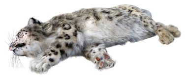 Beyaz zemin üzerinde izole edilmiş büyük bir kedi kar leoparının 3 boyutlu görüntüsü