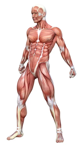 Renderização Uma Figura Masculina Com Mapas Musculares Isolados Fundo Branco — Fotografia de Stock