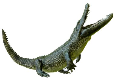 Beyaz arkaplanda izole edilmiş üç boyutlu yeşil timsah görüntüleme