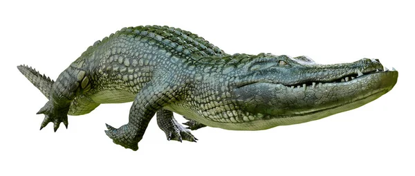 Rendering Green Alligator Isolated White Background — Stock Photo, Image