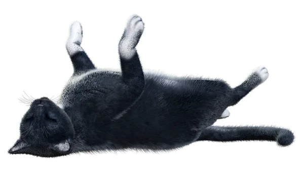 Rendering Black Domestic Cat Isolated White Background — Stock Photo, Image