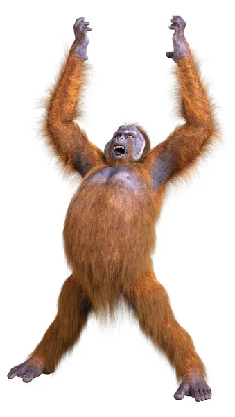 Rendering Orangutan Ape Isolated White Background — Stock Photo, Image