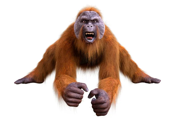 Rendering Eines Orang Utans Isoliert Auf Weißem Hintergrund — Stockfoto