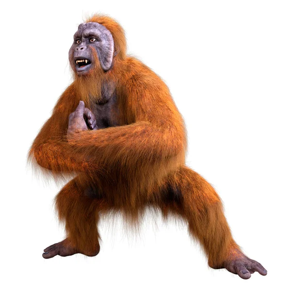 Rendering Una Scimmia Orango Isolata Sfondo Bianco — Foto Stock