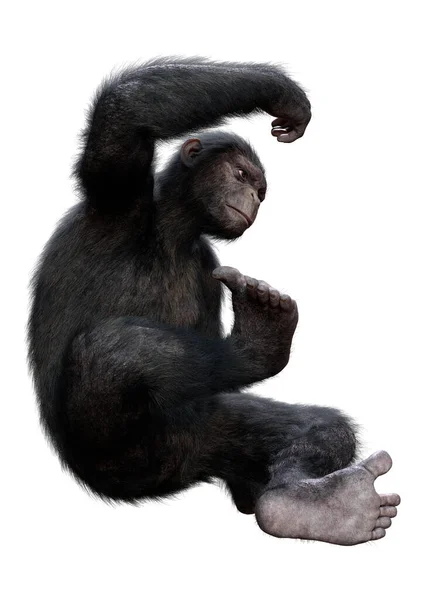 Renderização Grande Chimpanzé Isolado Fundo Branco — Fotografia de Stock