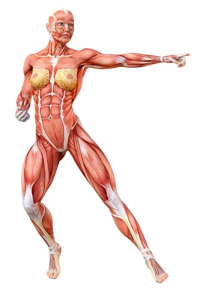 Rendering Female Figure Muscle Maps Isolated White Background — Stock Photo, Image