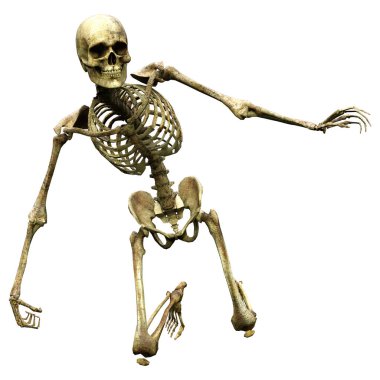 Beyaz arkaplanda izole edilmiş bir insan iskeletinin 3 boyutlu görüntülenmesi