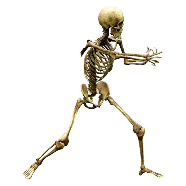 Darstellung Eines Menschlichen Skeletts Isoliert Auf Weißem Hintergrund — Stockfoto