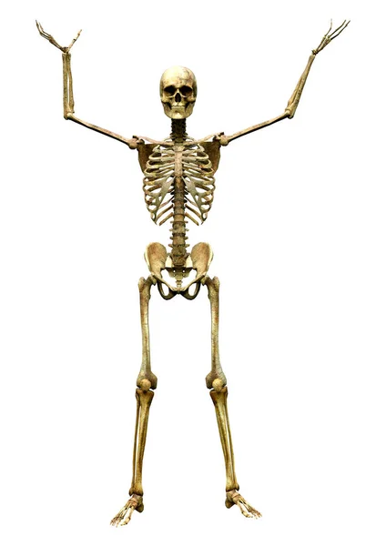 Darstellung Eines Menschlichen Skeletts Isoliert Auf Weißem Hintergrund — Stockfoto