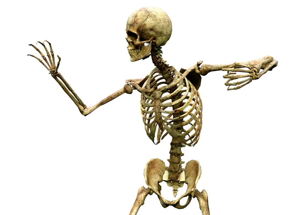 Rendering Human Skeleton Isolated White Background — Stock Photo, Image