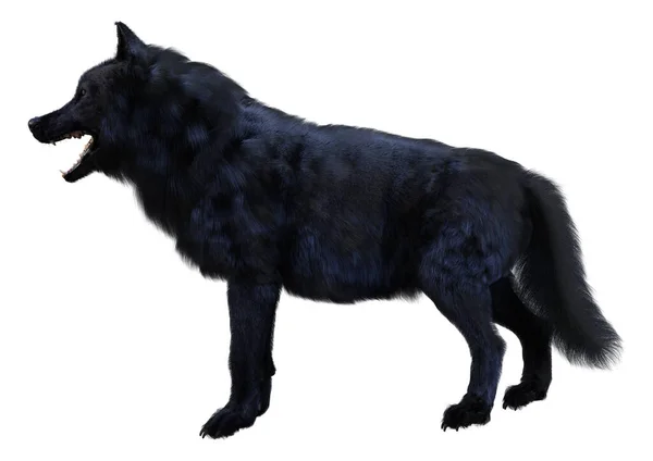白色背景下孤立的黑狼的3D渲染 — 图库照片