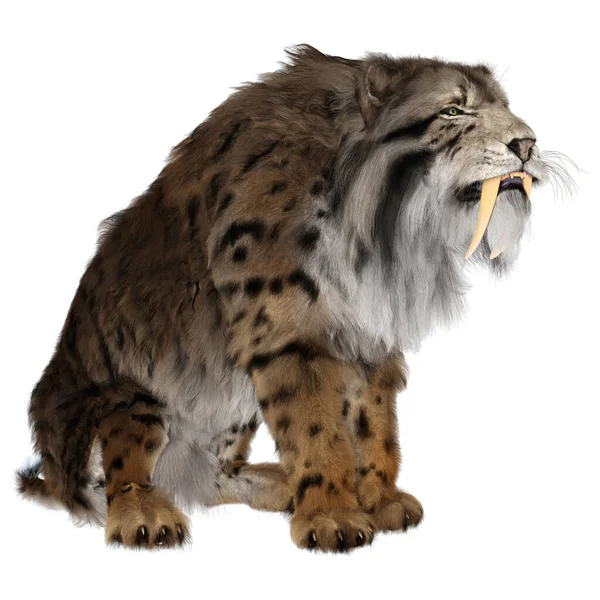 Rendering Sabertooth Tiger Isolated White Background — Stock Photo, Image