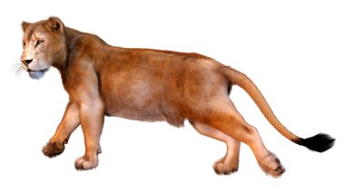 Beyaz arka planda izole edilmiş bir dişi aslanın 3 boyutlu görüntüsü