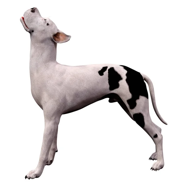 Rendering Great Dane Dog Isolated White Background — Stock Photo, Image