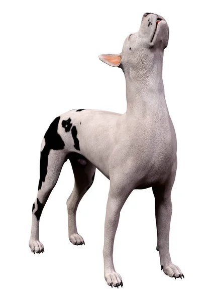 Renderização Cão Great Dane Isolado Fundo Branco — Fotografia de Stock