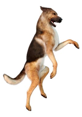 Beyaz arka planda izole edilmiş bir Alman çoban köpeğinin 3 boyutlu görüntüsü