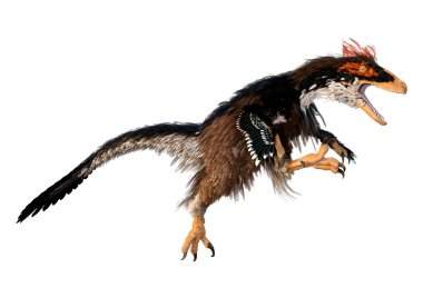 Beyaz arka planda izole edilmiş bir dinozor Deinonychus Antirrhopus 'un 3 boyutlu canlandırması