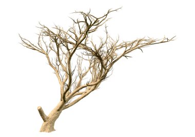 Kışın anl akasya ağacının 3 boyutlu görüntülenmesi beyaz arkaplanda izole edildi