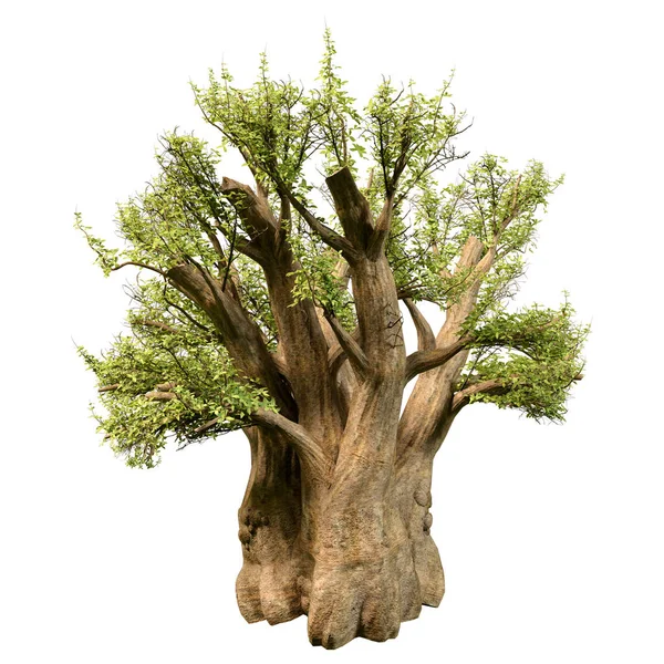 Representación Árbol Baobab Africano Verde Aislado Sobre Fondo Blanco —  Fotos de Stock