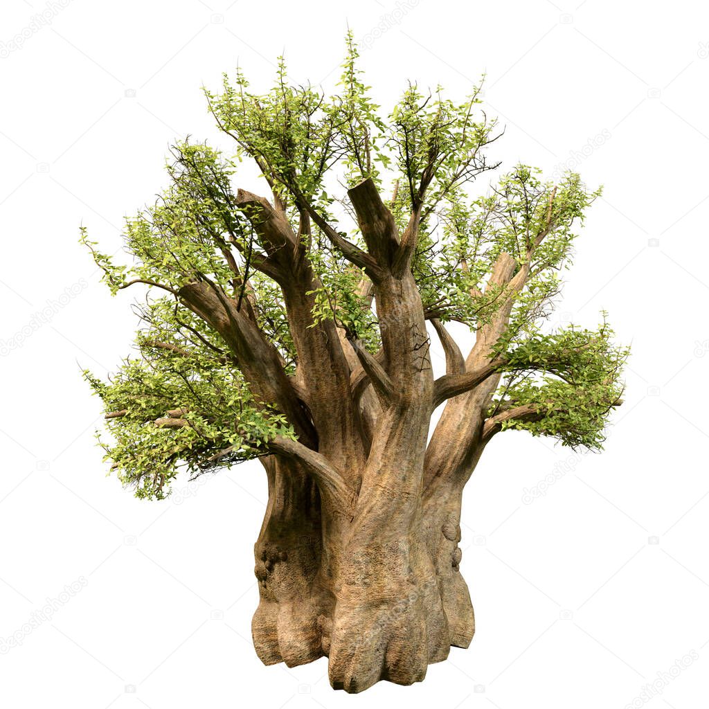 3D rendering of a green African baobab tree isolated on white background