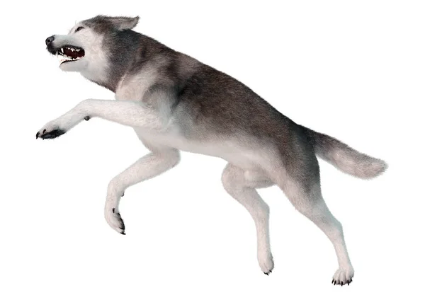 Rendering Cane Husky Siberiano Isolato Sfondo Bianco — Foto Stock