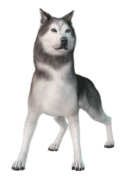 Renderização Cão Husky Siberiano Isolado Fundo Branco — Fotografia de Stock