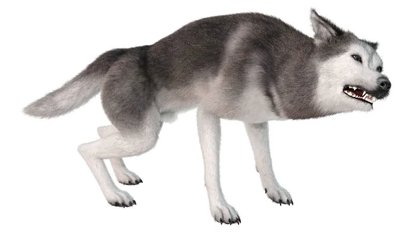 Rendering Eines Sibirischen Husky Hundes Isoliert Auf Weißem Hintergrund — Stockfoto