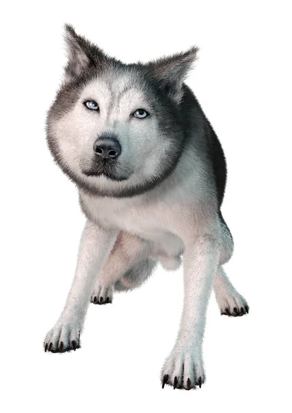 Рендеринг Сибирской Хаски Собаки Белом Фоне — стоковое фото