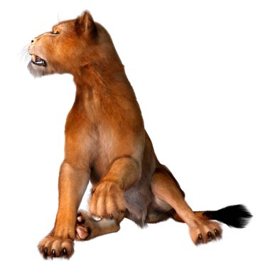 Beyaz arka planda izole edilmiş bir dişi aslanın 3 boyutlu görüntüsü