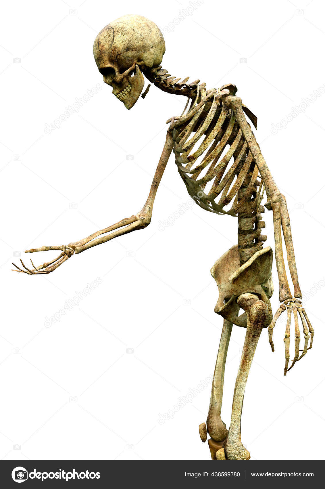 在白色背景下隔离的人体骨骼的三维绘制 图库照片 C Photosvac