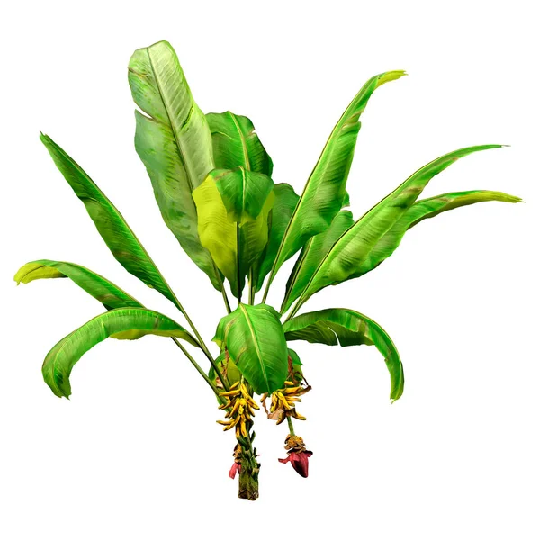 白地に隔離された緑のバナナ植物の3Dレンダリング — ストック写真
