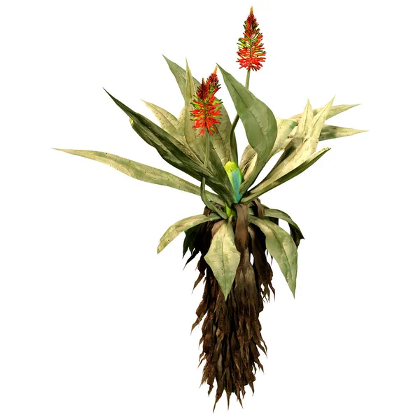 Representación Una Planta Aloe Vera Flor Aislada Sobre Fondo Blanco — Foto de Stock
