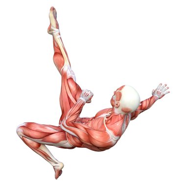 Beyaz arka planda izole edilmiş kas haritaları olan bir erkek figürünün 3 boyutlu görüntülenmesi