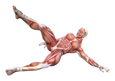 Beyaz arka planda izole edilmiş kas haritaları olan bir erkek figürünün 3 boyutlu görüntülenmesi