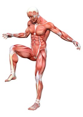 Beyaz arka planda izole edilmiş kas haritaları olan bir erkek figürünün 3 boyutlu görüntülenmesi