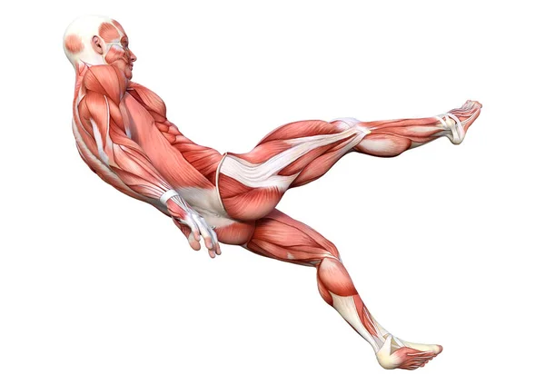 Rendering Male Figure Muscle Maps Isolated White Background — Stock Photo, Image