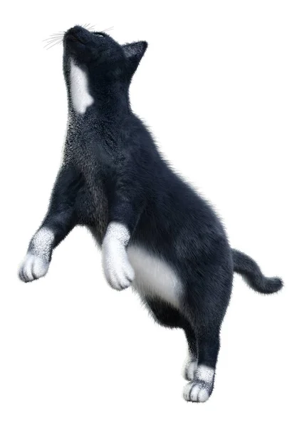 Beyaz Arka Planda Izole Edilmiş Siyah Evcil Bir Kedinin Boyutlu — Stok fotoğraf
