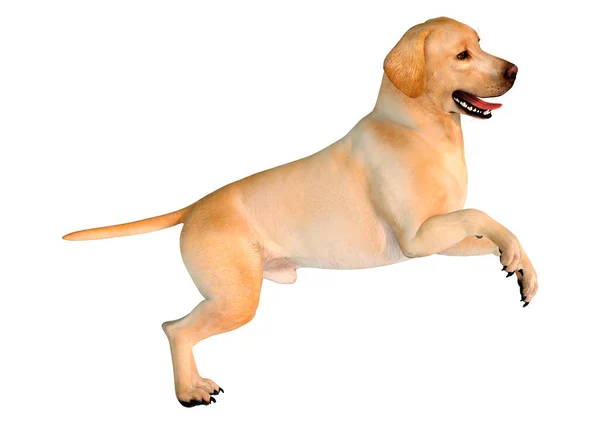 Återgivning Gul Labrador Hund Isolerad Vit Bakgrund — Stockfoto