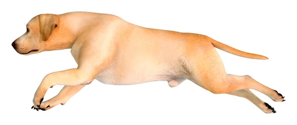 Renderowanie Żółtego Psa Labradora Izolowanego Białym Tle — Zdjęcie stockowe