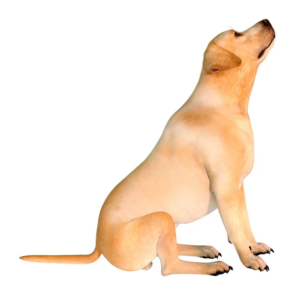 Rendering Yellow Labrador Dog Isolated White Background — Stock Photo, Image