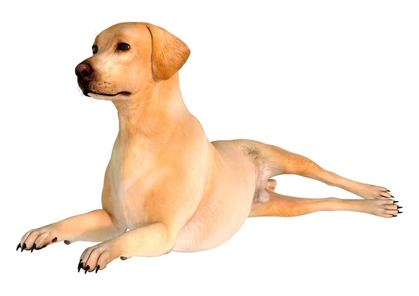 Візуалізація Жовтого Собаки Лабрадора Ізольовано Білому Тлі — стокове фото