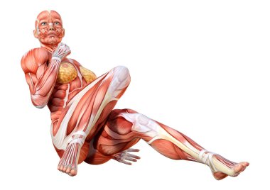 Beyaz arka planda izole edilmiş kas haritaları olan üç boyutlu bir kadın figürü